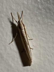 Orocrambus angustipennis