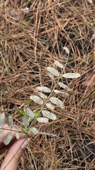 Tephrosia virginiana