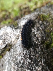 Eilema lurideola