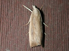 Thopeutis forbesellus