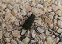 Cicindela