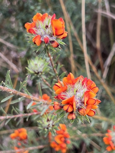 Canobolas Bush-pea (Pultenaea westonii)