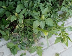 Amaranthus retroflexus