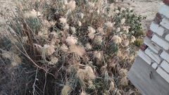 Phragmites australis