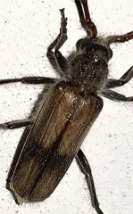 Crinarnoldius maculatus