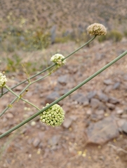 Asteriscium chilense