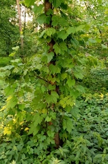 Vitis riparia