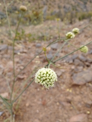 Asteriscium chilense