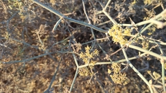 Pituranthos tortuosus