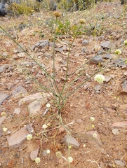 Asteriscium chilense