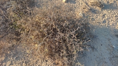 Pituranthos tortuosus