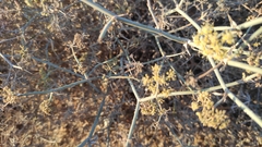 Pituranthos tortuosus