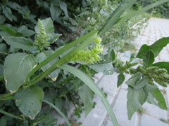 Amaranthus retroflexus