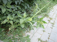 Amaranthus retroflexus