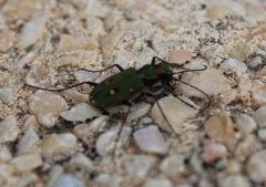 Cicindela