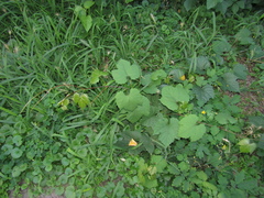 Vitis riparia