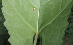 Vitis riparia