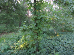 Vitis riparia