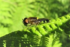 Odontomyia hunteri