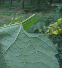 Vitis riparia