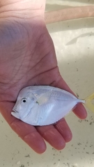 Selene setapinnis