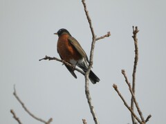 Turdus migratorius