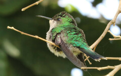 Thalurania glaucopis