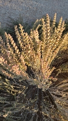 Halocnemum strobilaceum