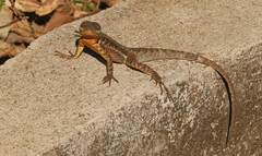 Tropidurus catalanensis