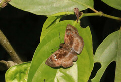 Quadrus cerialis