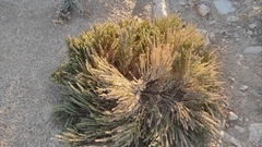 Halocnemum strobilaceum