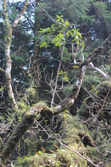 Rhododendron ponticum