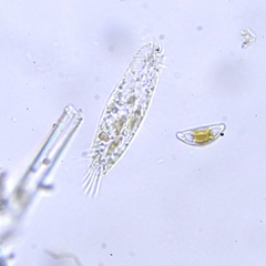 Hypotrichia
