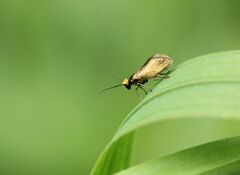Micropterix
