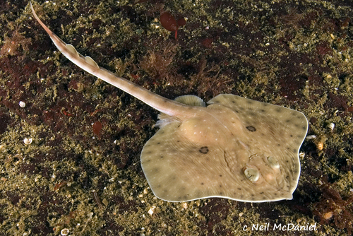 Longnose skate (Raja rhina) — Rajidae
