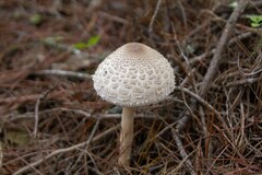 Macrolepiota colombiana