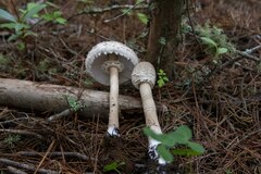 Macrolepiota colombiana