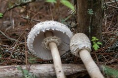 Macrolepiota colombiana