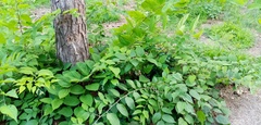 Celtis occidentalis