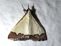 Lepidoptera