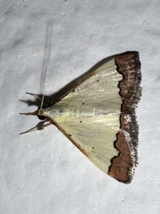 Lepidoptera