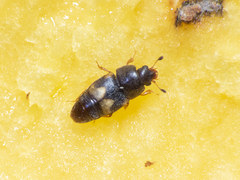 Carpophilus hemipterus