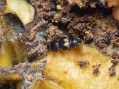 Carpophilus hemipterus