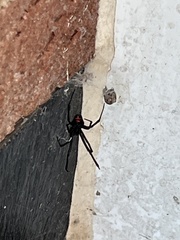 Latrodectus mactans