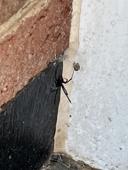 Latrodectus mactans