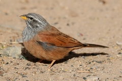 Emberiza sahari