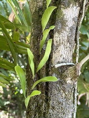 Pyrrosia