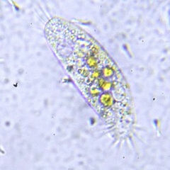 Hypotrichia