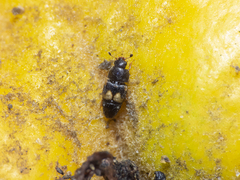 Carpophilus hemipterus