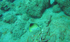 Prognathodes aculeatus